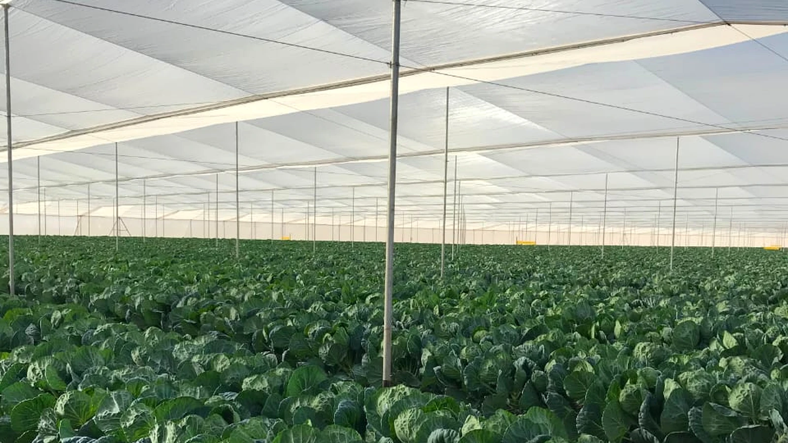 Cultivo de repollo bajo agricultura protegida